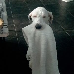 Meet your Posher, Todd